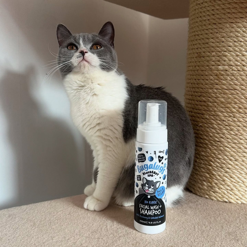 Cat Grooming