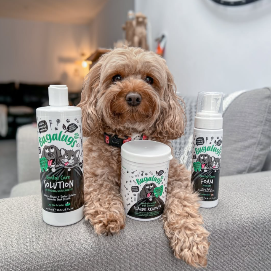 Pet Dental Care